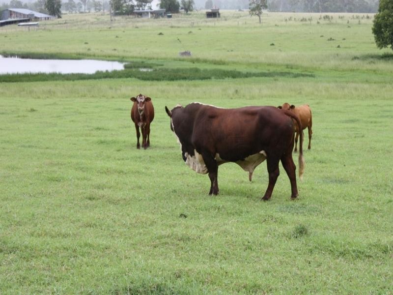 54 Greives Road, Colinton QLD 4306