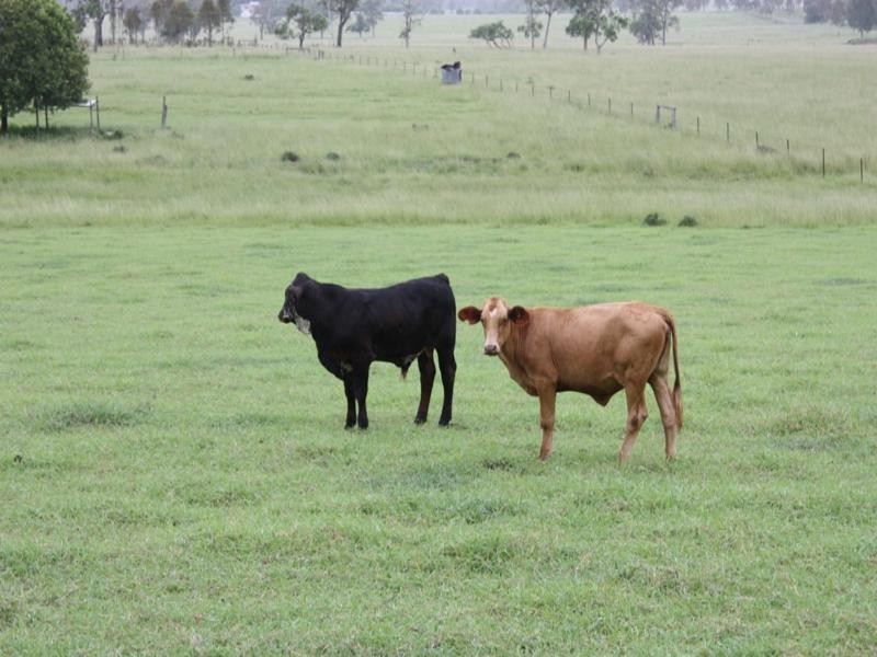 54 Greives Road, Colinton QLD 4306