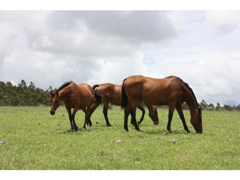 0 Ulampa Creek Road, Blackbutt QLD 4306