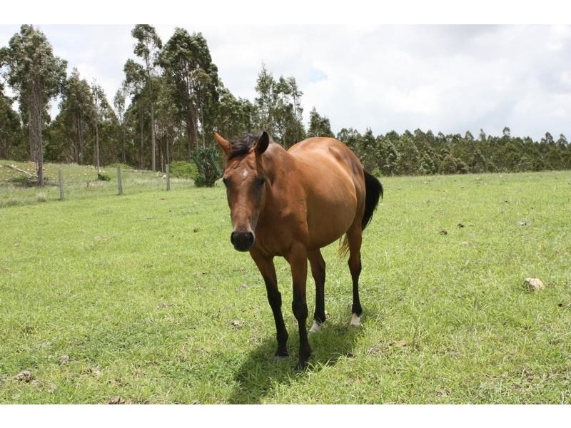 0 Ulampa Creek Road, Blackbutt QLD 4306