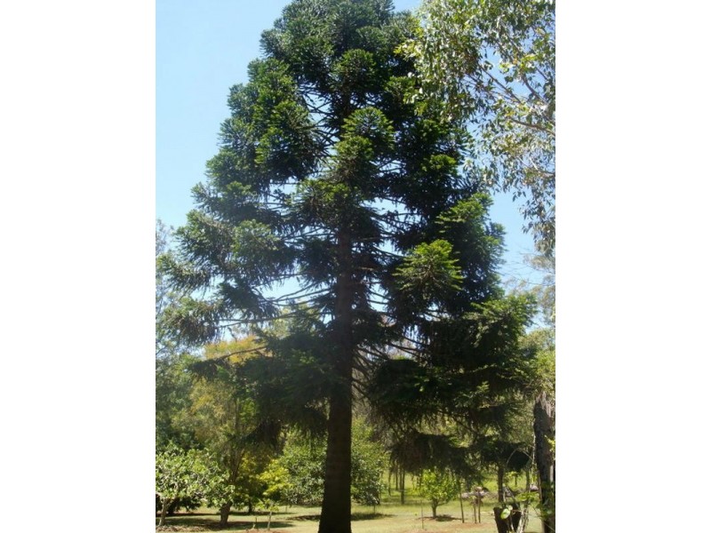 333 Mt Binga Road, Blackbutt QLD 4306