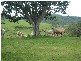 Blackbutt QLD 4306