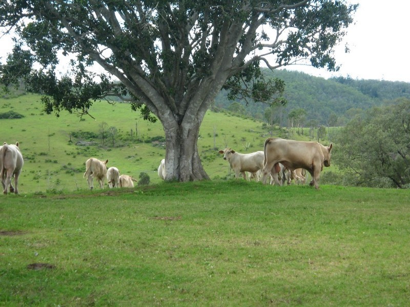 Blackbutt QLD 4306