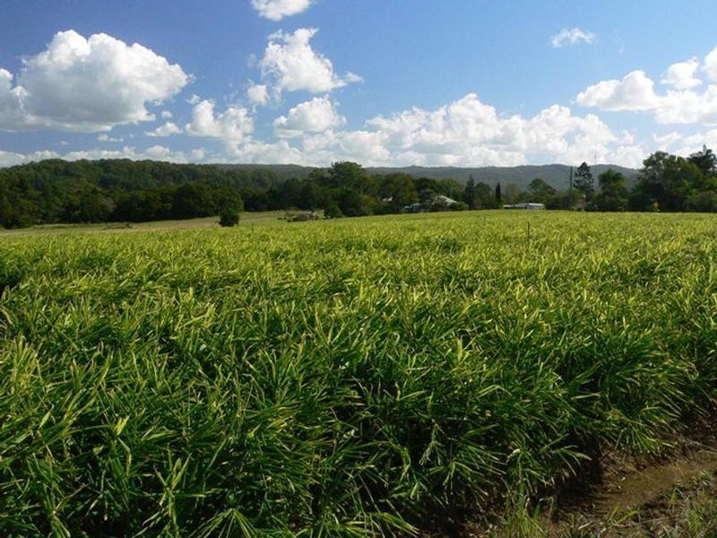 28 Burtons Road, Yandina QLD 4561