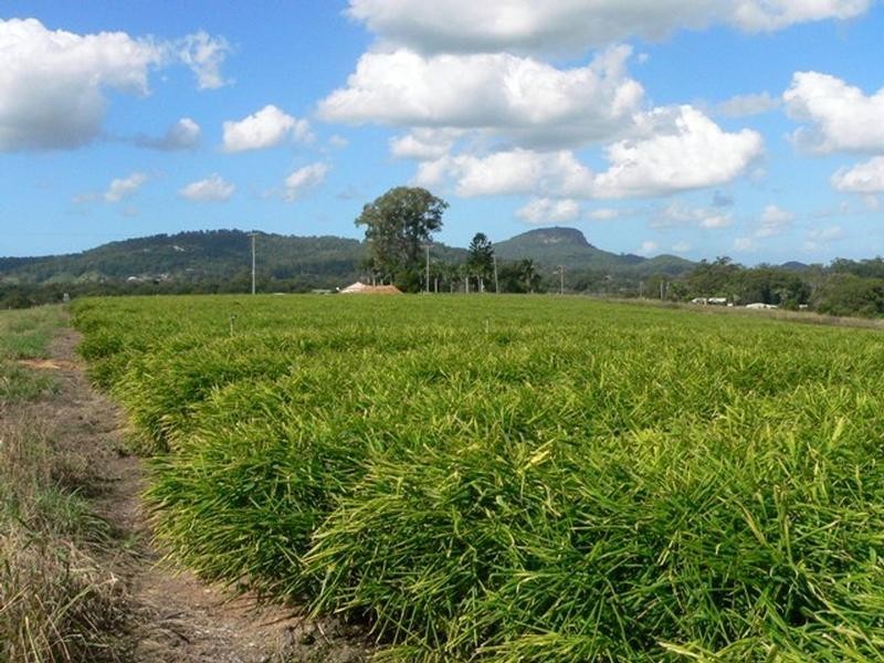 28 Burtons Road, Yandina QLD 4561