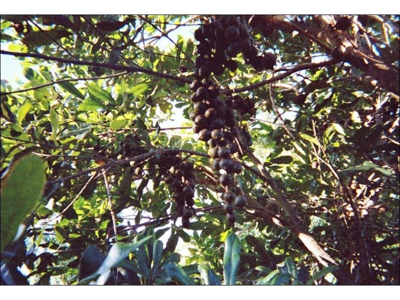 Lot 24 Blackbutt Crows Nest Road, Blackbutt QLD 4306