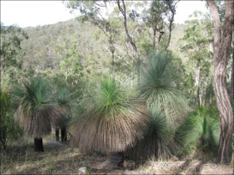 Blackbutt QLD 4306