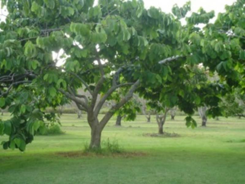 380 Hayne Kite Millar Road, Blackbutt QLD 4306