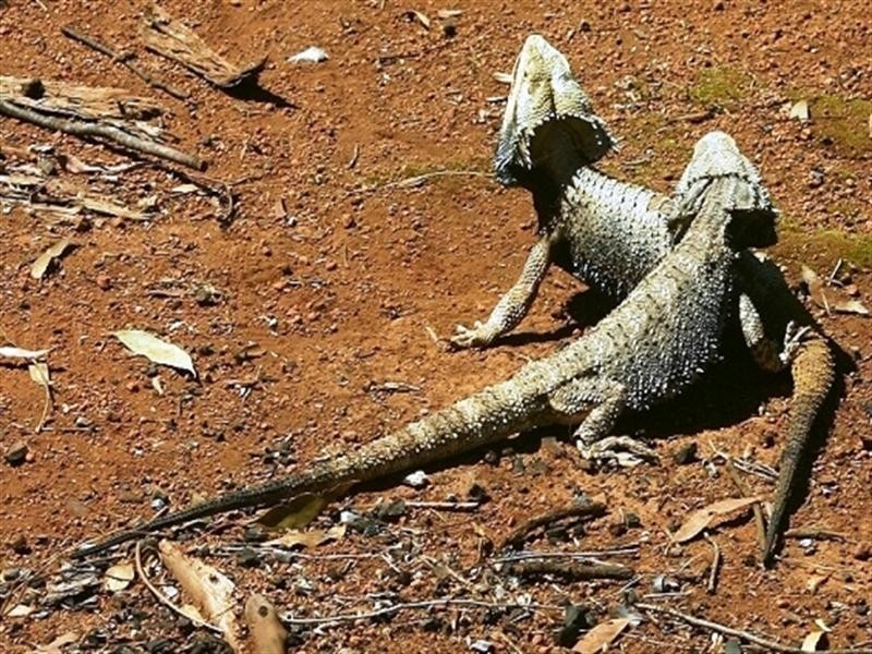 27 Gilliland Crescent, Blackbutt QLD 4306