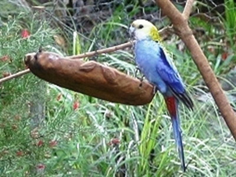 27 Gilliland Crescent, Blackbutt QLD 4306