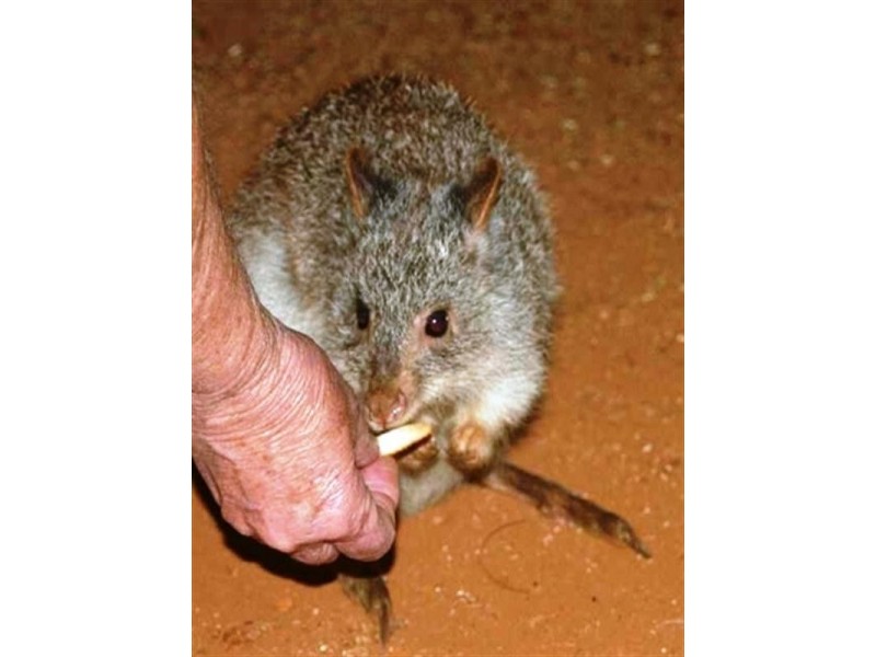 27 Gilliland Crescent, Blackbutt QLD 4306