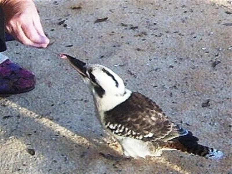 27 Gilliland Crescent, Blackbutt QLD 4306