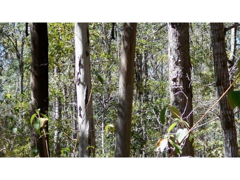 Lot 28 Brett Road, Blackbutt QLD 4306