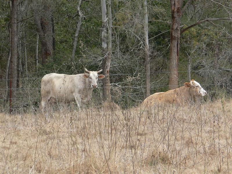 Buaraba QLD 4311