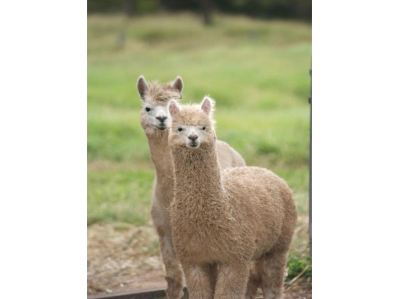 Wivenhoe Pocket QLD 4306