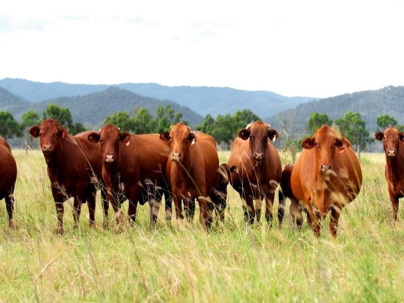 Wivenhoe Pocket QLD 4306