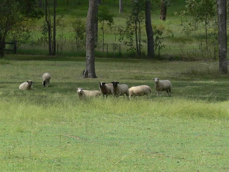 132 Windsor Drive, Mount Hallen QLD 4312