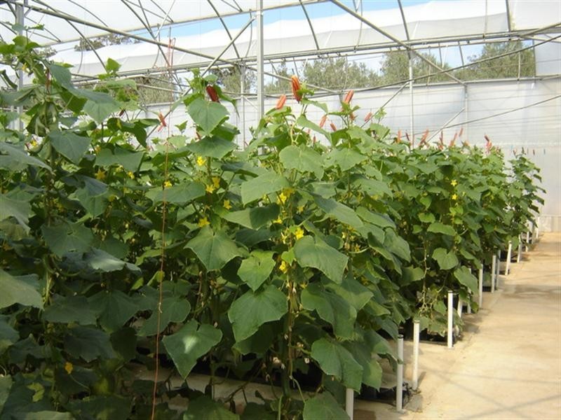 2684 Gatton Esk Road, Mount Hallen QLD 4312