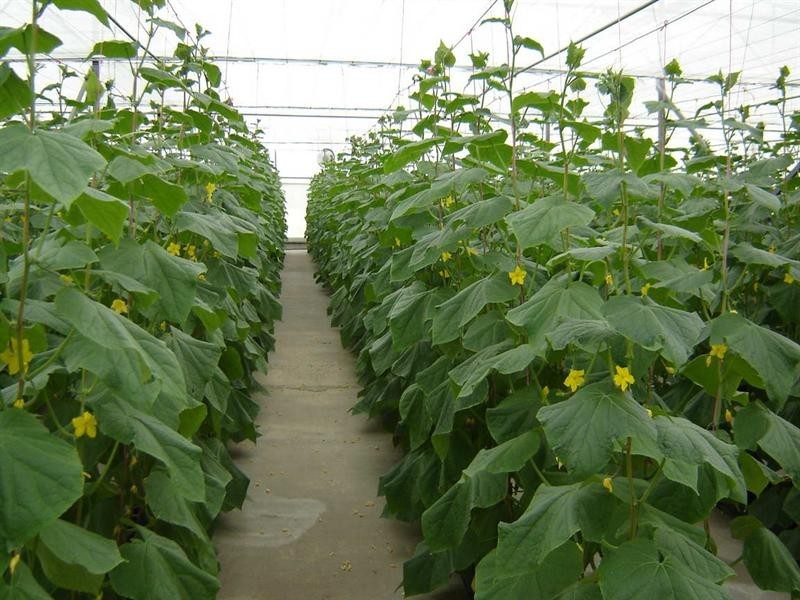 2684 Gatton Esk Road, Mount Hallen QLD 4312