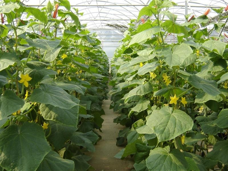 2684 Gatton Esk Road, Mount Hallen QLD 4312