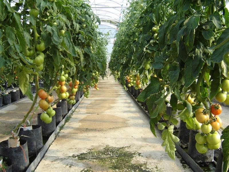 2684 Gatton Esk Road, Mount Hallen QLD 4312