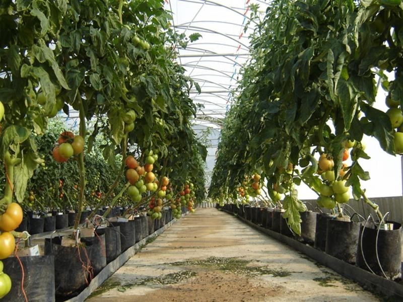 2684 Gatton Esk Road, Mount Hallen QLD 4312