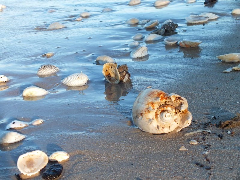 40 Orchid Drive, Burrum Heads QLD 4659