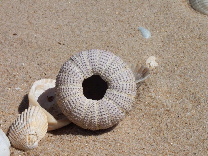 40 Orchid Drive, Burrum Heads QLD 4659