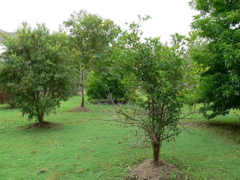 Esk QLD 4312