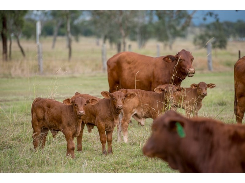 1458 Neurum Road, Mount Archer QLD 4514