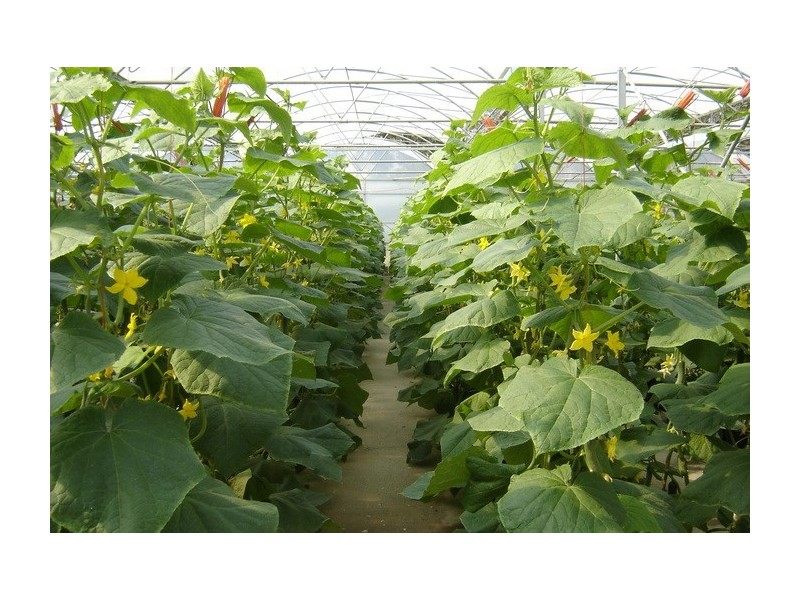 2684 Gatton Esk Road, Mount Hallen QLD 4312