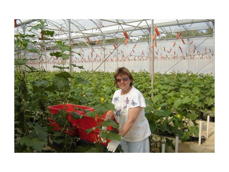 2684 Gatton Esk Road, Mount Hallen QLD 4312