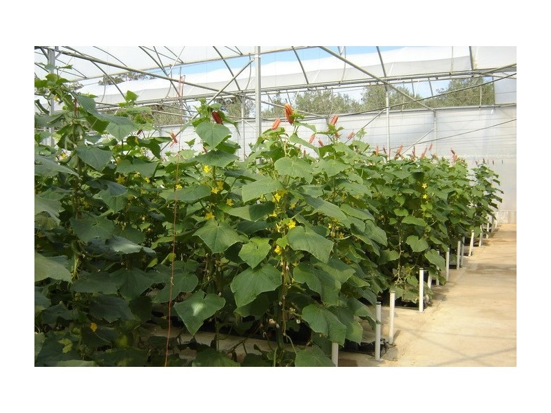 2684 Gatton Esk Road, Mount Hallen QLD 4312