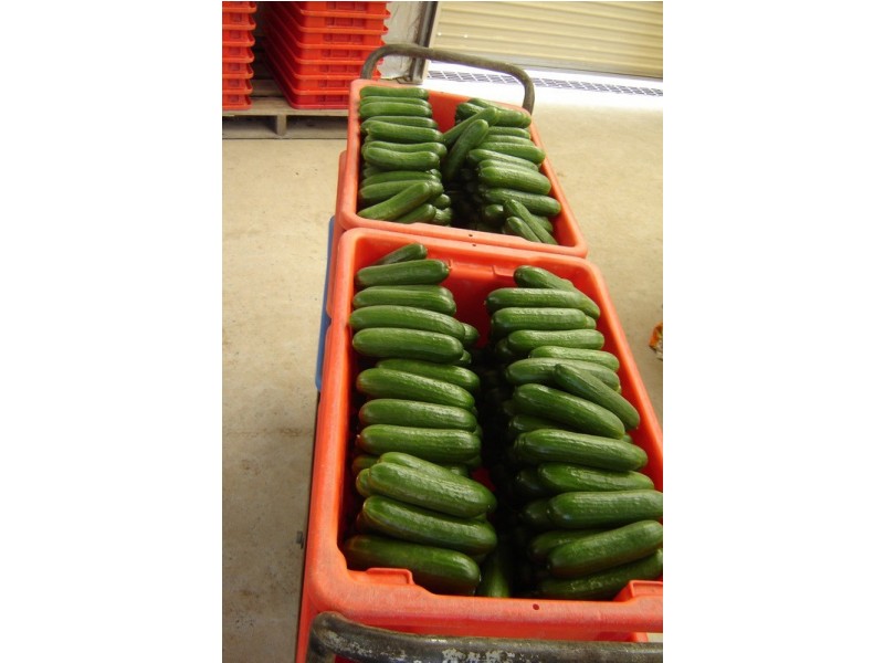 2684 Gatton Esk Road, Mount Hallen QLD 4312