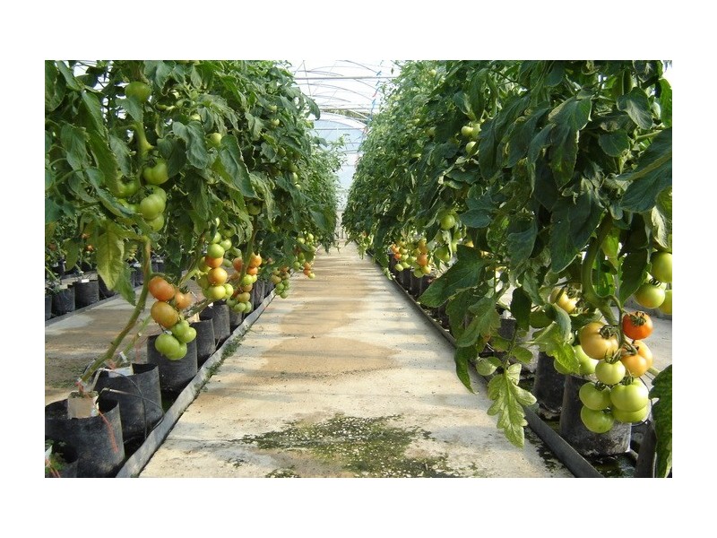 2684 Gatton Esk Road, Mount Hallen QLD 4312