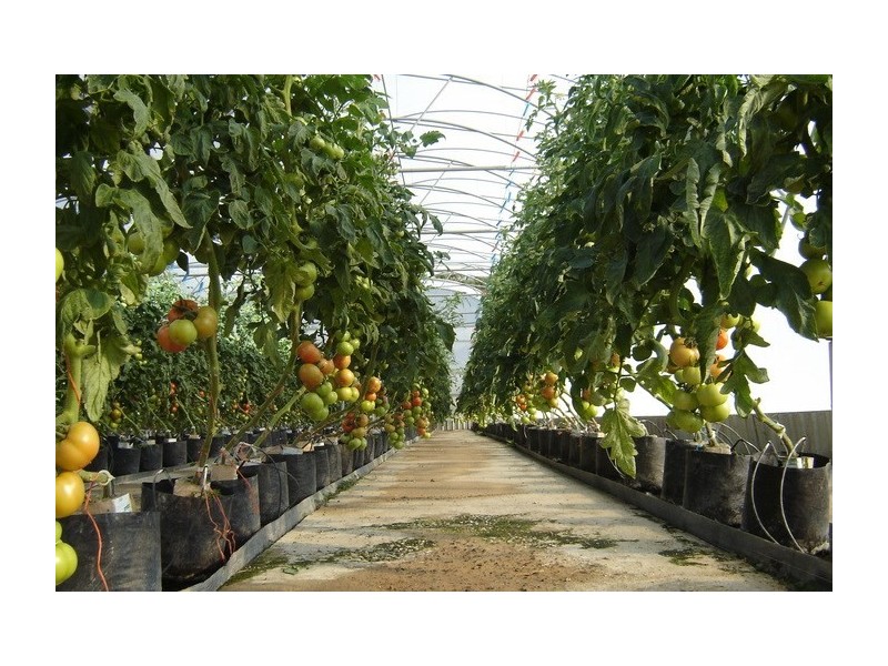 2684 Gatton Esk Road, Mount Hallen QLD 4312