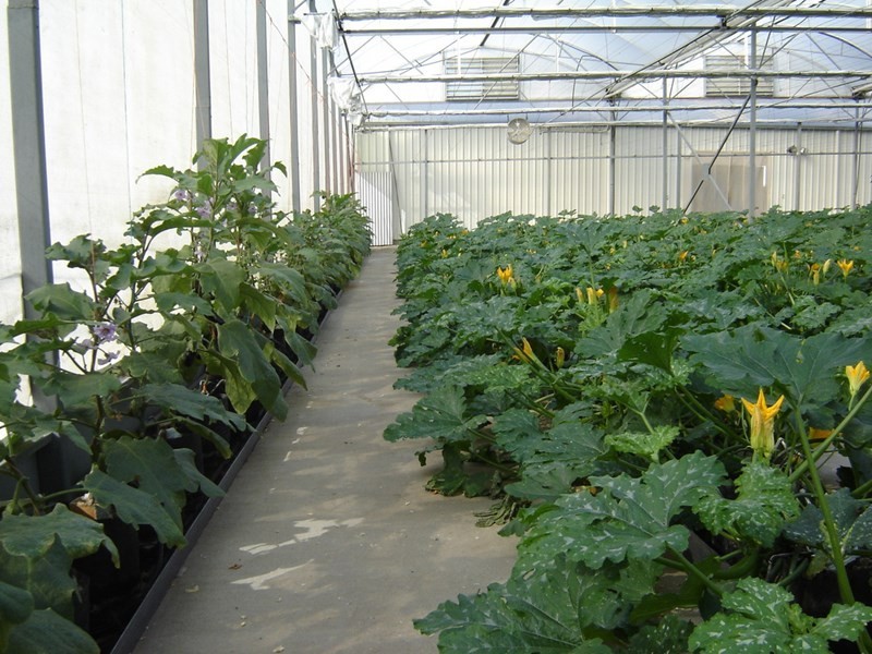 2684 Gatton Esk Road, Mount Hallen QLD 4312