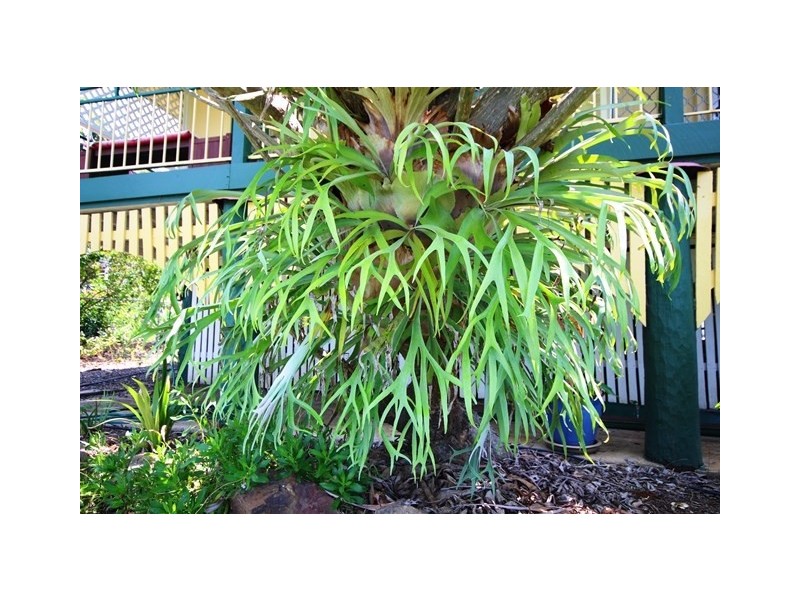 11 Drem Street, Toogoolawah QLD 4313