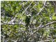 Blackbutt QLD 4306