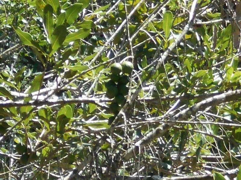 Blackbutt QLD 4306
