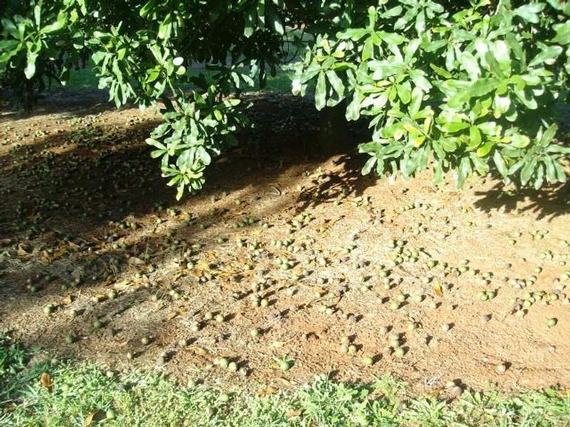 Lot 24 Blackbutt Crows Nest Road, Blackbutt QLD 4306