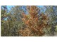 Lot 28 Brett Road, Blackbutt QLD 4306
