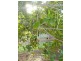 0 Blackbutt Crows Nest Road, Blackbutt QLD 4306