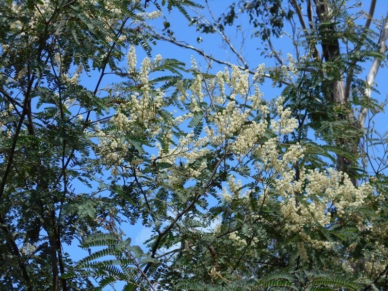 lot 15 Marrington Close, Blackbutt QLD 4306