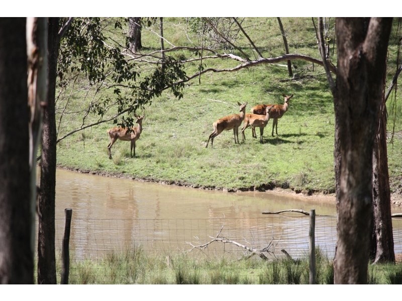 1128 Waterhole Gully Road, Crows Nest QLD 4355