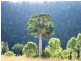 Lot 1 Almond Road, Blackbutt QLD 4306