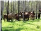 Lot 1 Almond Road, Blackbutt QLD 4306