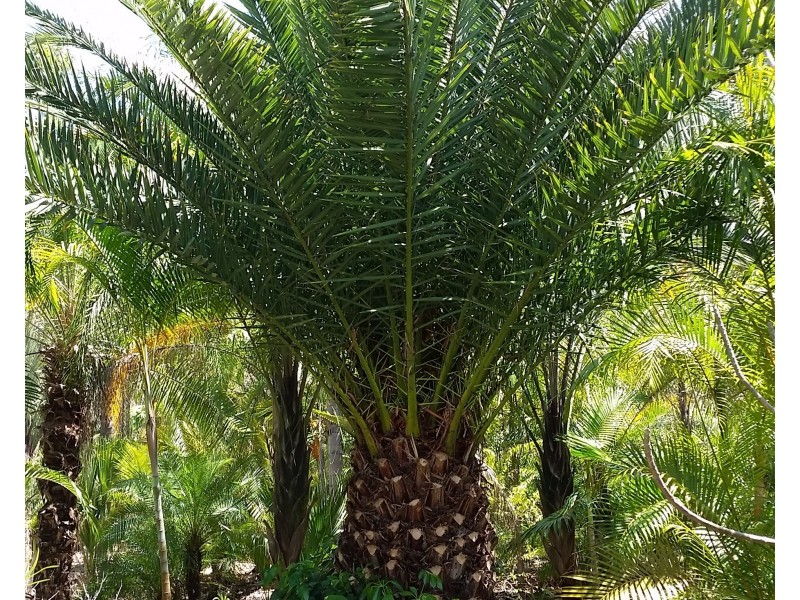 250 Mount Mulgowie Road, Buaraba QLD 4311