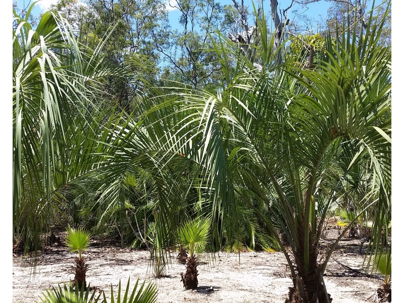 250 Mount Mulgowie Road, Buaraba QLD 4311