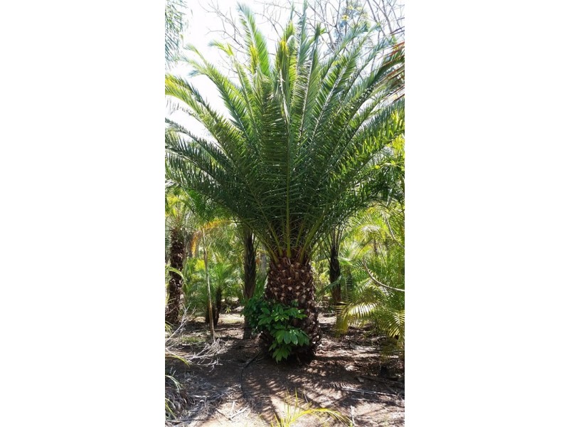 250 Mount Mulgowie Road, Buaraba QLD 4311